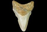 Fossil Megalodon Tooth - North Carolina #109032-1